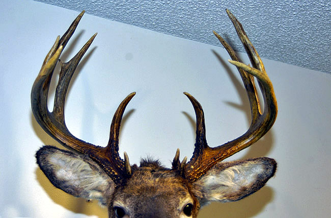 mounted deer head